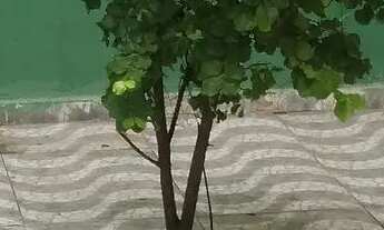 Imagem 6: Ótima casa Casa com 3 dormitórios