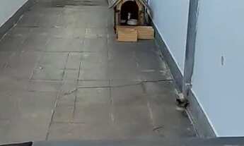 Imagem 7: Casa em condomínio Piratininga SP