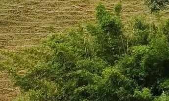 Imagem: Venda-se está chácara de 6 litros totalizando