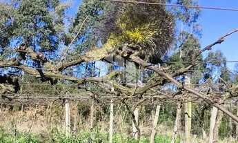Imagem 3: Venda Imperdível: Terreno Rural de 2,4 Hectares!