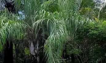 Imagem 4: Oportunidade Destaque Camocim 200mts da Praia!