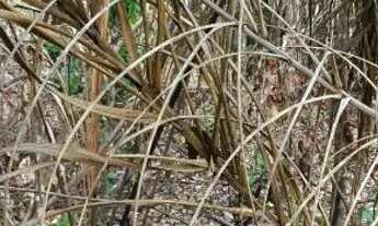 Imagem 4: Chácara na beira do Rio Lageado