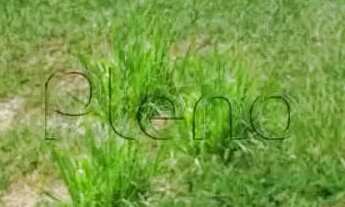 Imagem 2: Terreno à venda em Indaiatuba, Jardins Di Roma, com 300 m²