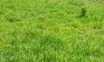 Imagem 6: AREA - JARDIM CENTENÁRIO - SP