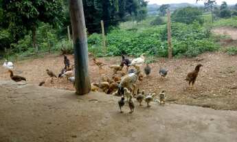 Imagem 5: Chácara 7 alq pego carro camionete