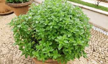 Imagem 3: Apartamento em Vila Mariana - São Paulo