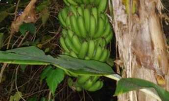 Imagem: Caixode banana