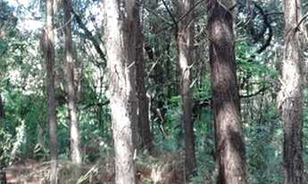 Imagem 6: Porto Alegre - Terreno Padrão - Lomba Do Pinheiro