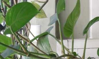 Imagem 4: Casa - 150 m² - Vila Mariana - São Paulo - SP