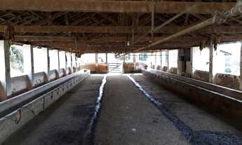 Imagem 5: Fazenda para Venda em São Lourenço, Rural, 1 banheiro