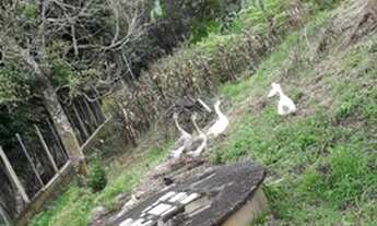 Imagem 4: Sítio a venda em Mogi das Cruzes