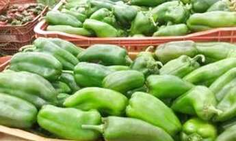 Imagem 6: Vendo Terreno Irrigado