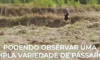 Imagem 3: Vendo área de 110.000m2 toda murada perto da Go-060