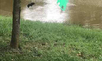 Imagem 5: SITIO A VENDA EM PORTO FELIZ