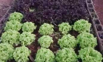 Imagem 4: SÃO JOSÉ DE ALMEIDA vendo SÍTIO 2000m² terras planas e produzindo COND. FECHADO em JABOTI