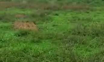 Imagem 6: Fazenda para reserva, reflorestamento, pecuária aceita troca