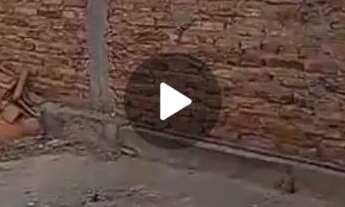 Imagem 5: Casa e quintal no fundo