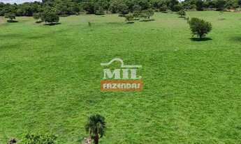 Imagem 7: Fazenda 32 alqueires (154,88 hectares) Iporá - Go