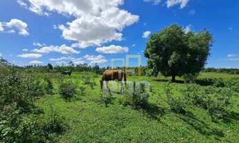 Imagem 2: FAZENDA PEROBAS: POTENCIAL AGROPECUÁRIO E ESTRATÉGICO (52 alqueires fluminenses / 251,68 h