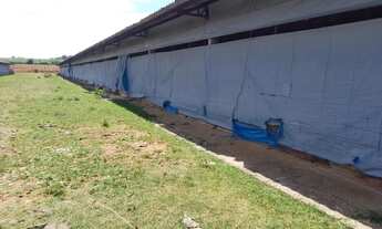 Imagem 3: Vende-se Granja de Frangos em Elias Fausto