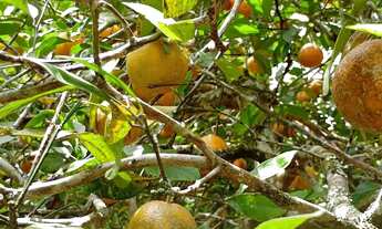 Imagem 5: Sítio Elísio Medrado-BA, CASA REFORMADA