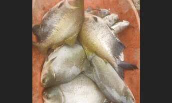 Imagem 6: Sítio - chácara - piscicultura