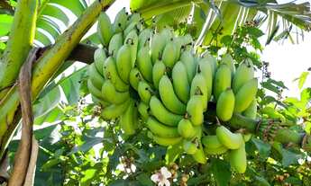 Imagem 5: Sitio Rio Preto da Eva km 91