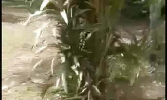 Imagem 7: Vende-se Chácara em Pardinho/SP