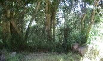 Imagem: Porto Alegre - Terreno Padrão - Belém