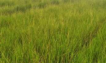 Imagem 2: Fazenda interior de SP