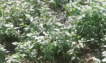 Imagem 7: Fazenda a venda próximo de Catalão com entrada facilitada