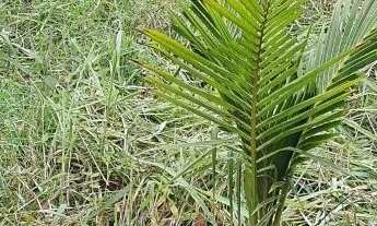 Imagem 3: Sitio 8920 Chácara com venda por R$350.000