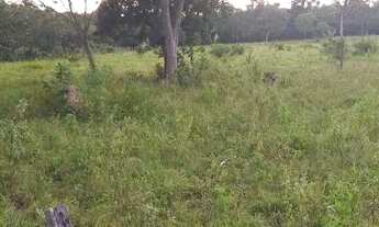 Imagem 3: FAZENDA À VENDA EM GOIATINS - TO - 329,12 HECTARES (PECUÁRIA