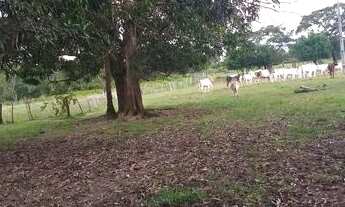 Imagem: FAZENDA À VENDA EM GOIATINS - TO - 329,12