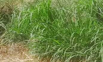 Imagem 3: Terreno em sítio novo mateus leme