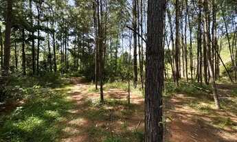 Imagem 2: Sítio 2 hectares em Gravataí-Santa tecla