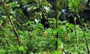 Imagem 3: Área à venda, 45000 m² por R$ 1.200.000 - Área Rural - Monte Mor/SP