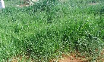 Imagem 4: LOTE IGARAPE Terreno / lote com venda por R$50.000