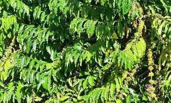 Imagem 5: Sitio de café e pimenta