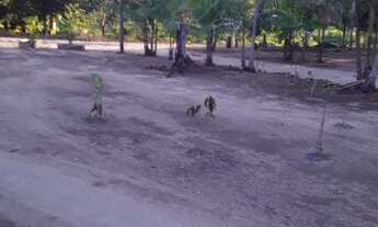 Imagem 5: Venda-se um sítio