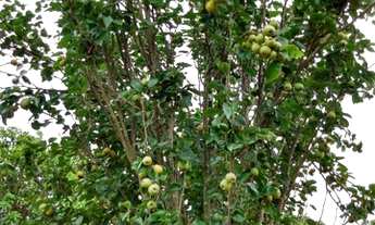 Imagem 3: Vendo ou troco chácara