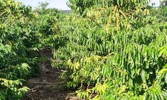 Imagem 7: Sitio de café e pimenta