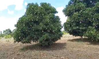 Imagem 3: Sítio em Lagoa do Itaenga Urgente. Seu sonho de ter um sítio vai se realizar