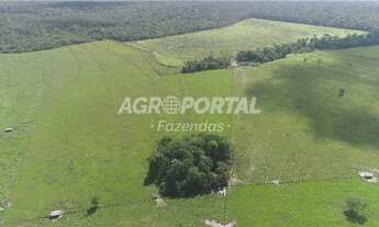 Imagem: Fazenda no Pará - Igarapé-Miri - 266 ha