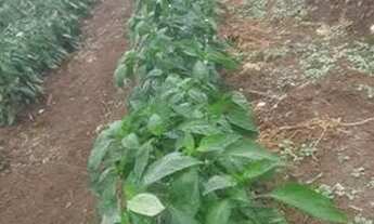 Imagem 3: Vendo Terreno Irrigado