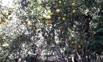 Imagem 4: Venda Fazenda / sítio com venda por R$341.000