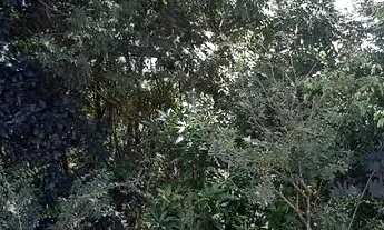 Imagem 4: Casa com três suítes de frente a reserva ambiental com nascente