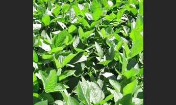 Imagem 7: Fazenda com 55,7 alqueires para lavoura no município do Prata/MG