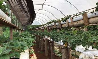 Imagem 8: Terreno à venda, Distrito de São João - Cascavel/Pr