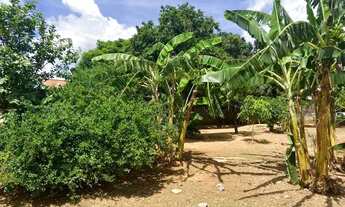 Imagem: Sitio 720 m², plano, arvores frutíferas